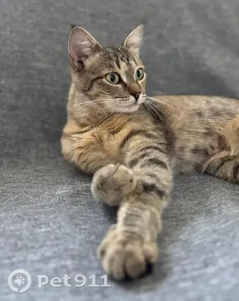 Пропала кошка на ул. 1 Мая, Павловский Посад - photo