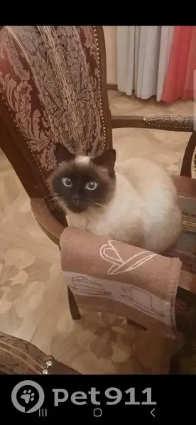 Пропала кошка в Порошино, Кировская обл. - photo