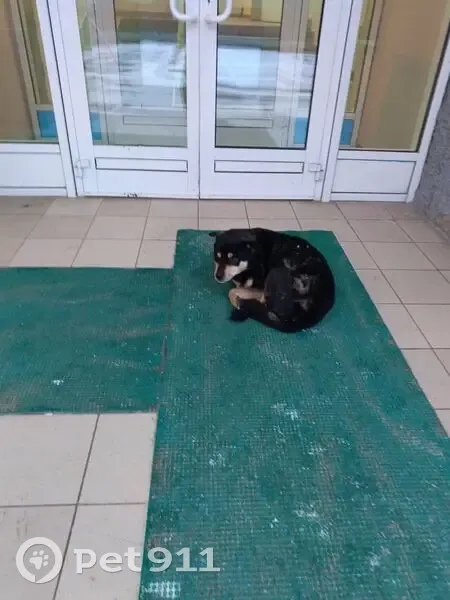 Найдена собака, Баландина 7, Балашиха - photo