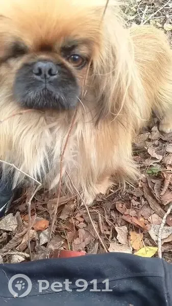Пропала собака, Белокалитвинское поселение - photo