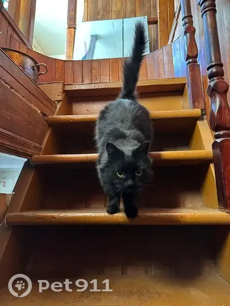 Найдена кошка: Красноармейская, 82А, Брянск - photo