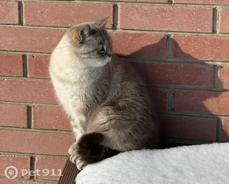 Пропала кошка, ул. Давыдова 4, Ульяновск - photo