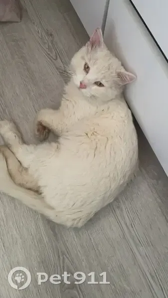 Пропала кошка, 143 Голубино - photo