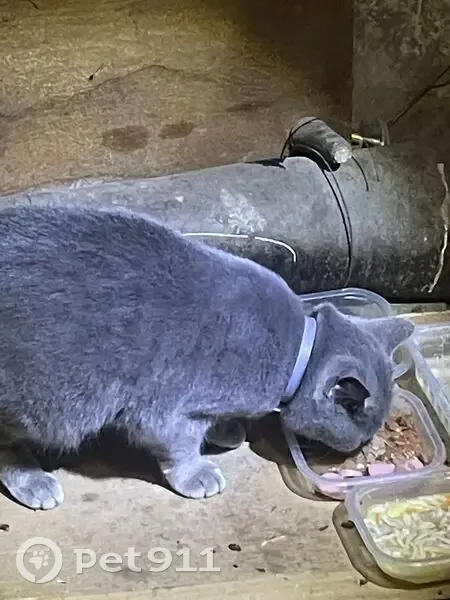 Кошка найдена, Шухова 6, Тула - photo