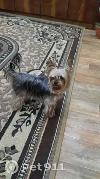 Пропал йорк на Шумакова 14, Барнаул - photo