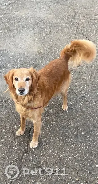 Пропала собака, Солнечный пер., 12 - photo
