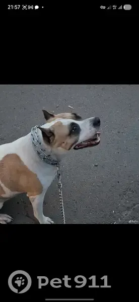 Пропала собака, Крайняя ул., Красноярск - photo