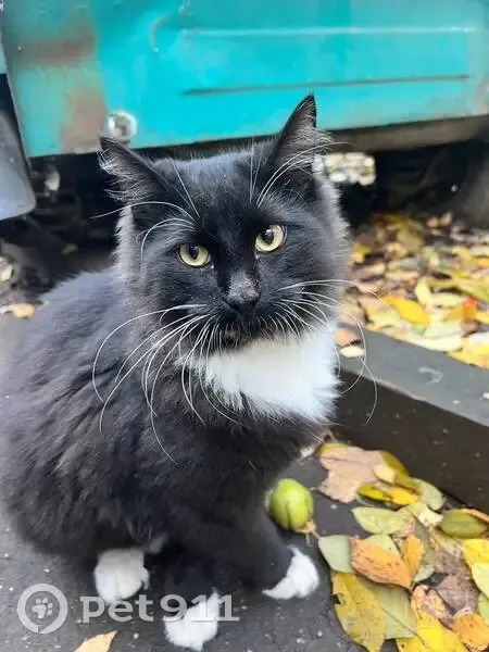 Пропала кошка, Рабочая ул., 55А, Домодедово - photo