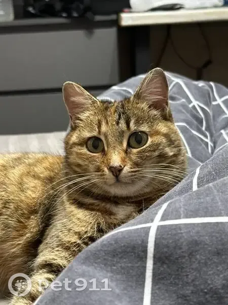 Пропала кошка, Ленинская 3, Оренбург - photo