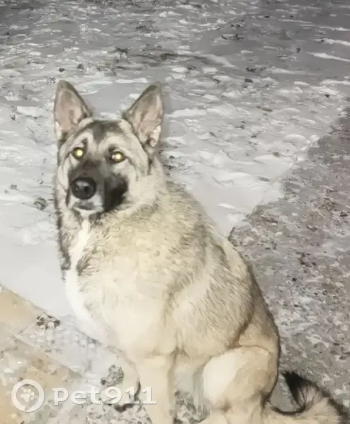 Пропала собака, Речная ул. 17, Советский - photo