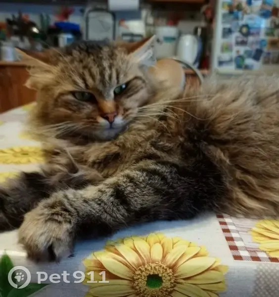 Пропала кошка в Брусово, ул. Володарского - photo