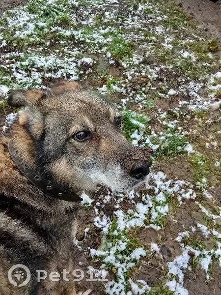 Пропала собака, Парковая ул., Тейково - photo