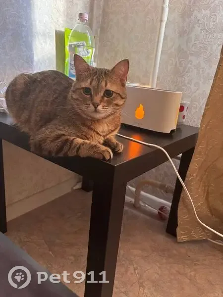 Пропала кошка, ул. Глушко, 31, Казань - photo
