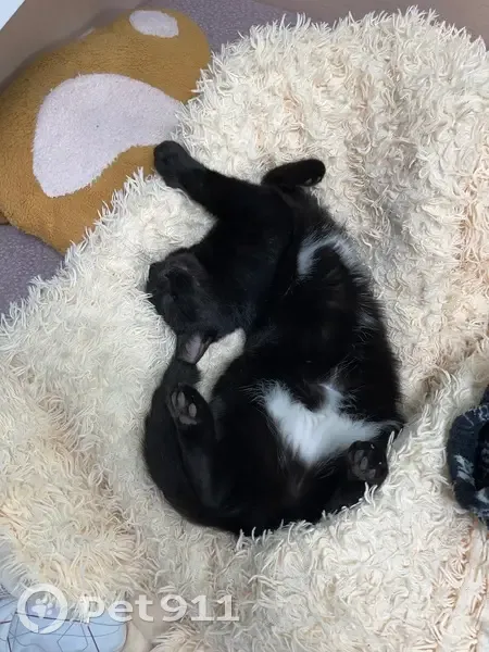 Пропала черная кошка, ул. Нахимова, ДНР - photo