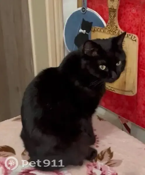 Пропала кошка Багира, Бригадиров 29, Екб - photo