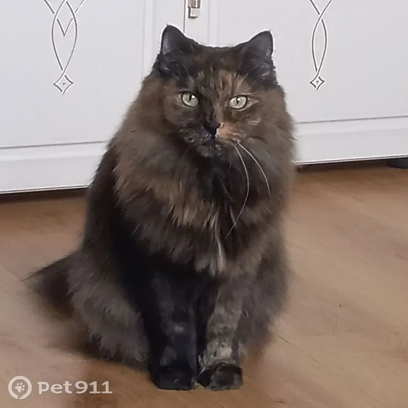 Пропала кошка, ул. П. Кондратенко, НСК - photo