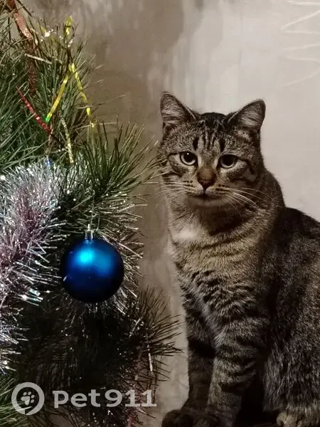 Пропал кот Маркиз, Заречная ул., Городище - photo