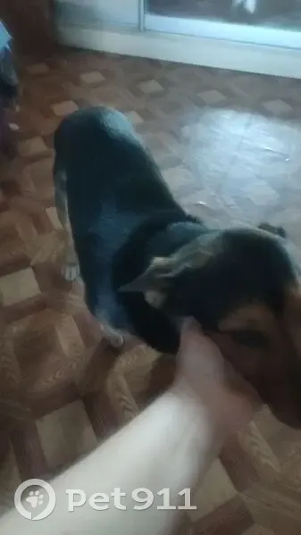 Пропала собака на Пархоменко, 112, Н. Тагил - photo