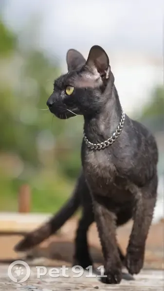 Пропала кошка в Карелии - photo