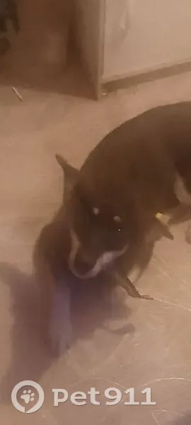 Пропала собака, ул. Рихарда Зорге, 11 - photo