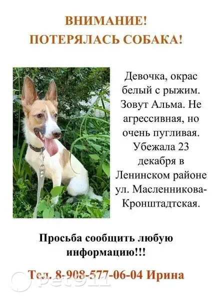 Пропала собака, Кронштадтская, Челябинск - photo