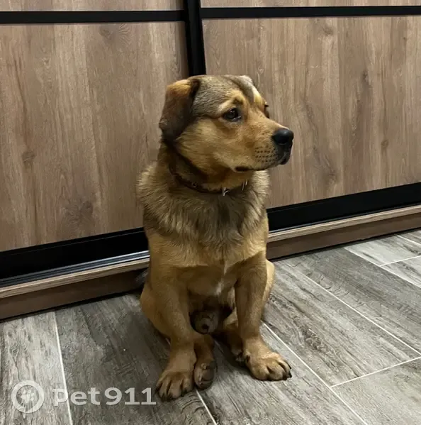 Пропала собака, ул. Агрохимиков 9, Княгинино - photo