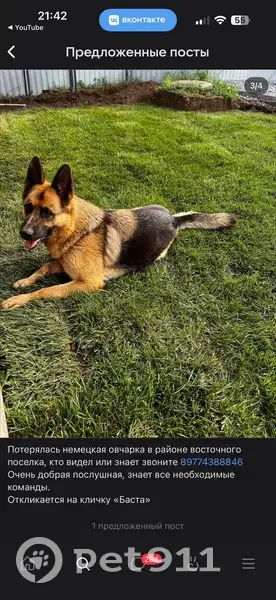 Пропала собака, ул. Челюскина, 117А - photo
