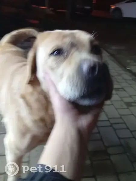 Лабрадор у магазина КБ, Айвазовского 14 - photo