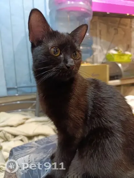 Пропала кошка, Приморское шоссе 272 - photo