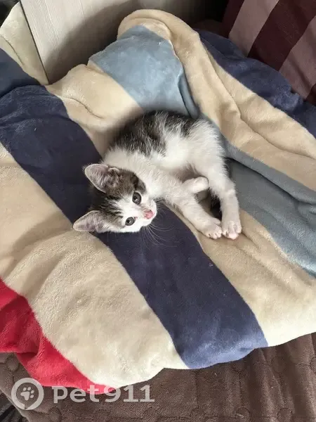 Пропала кошка, Лётная ул., Тосно - photo