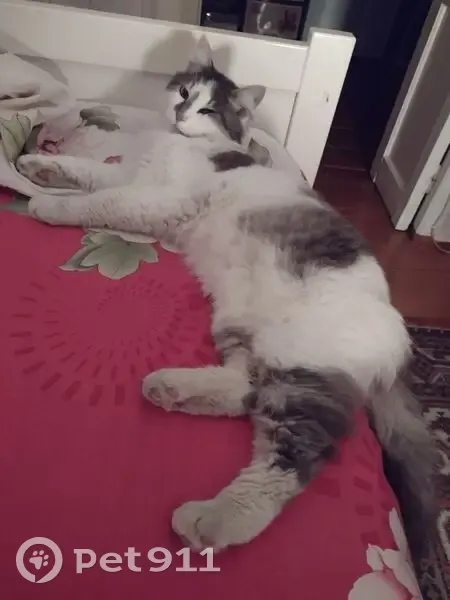 Пропала кошка, Некрасовское ш., 167, Кострома - photo