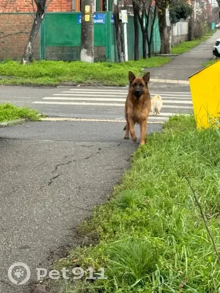 Найдены собаки на Болотникова, 12, Краснодар - photo