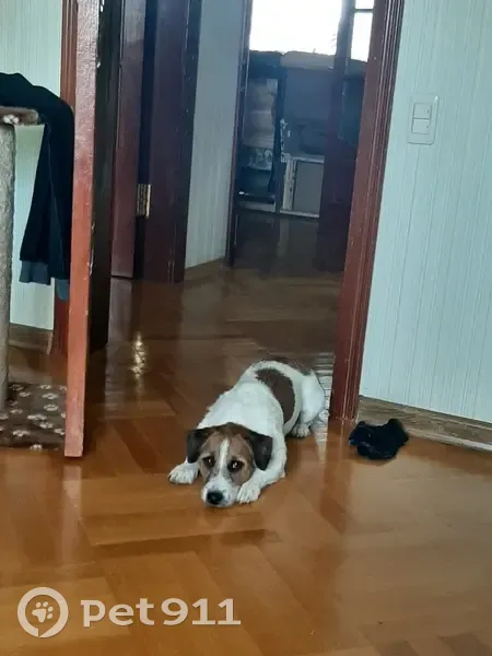 Пропала собака, ул. Царёв Брод, 76Д - photo