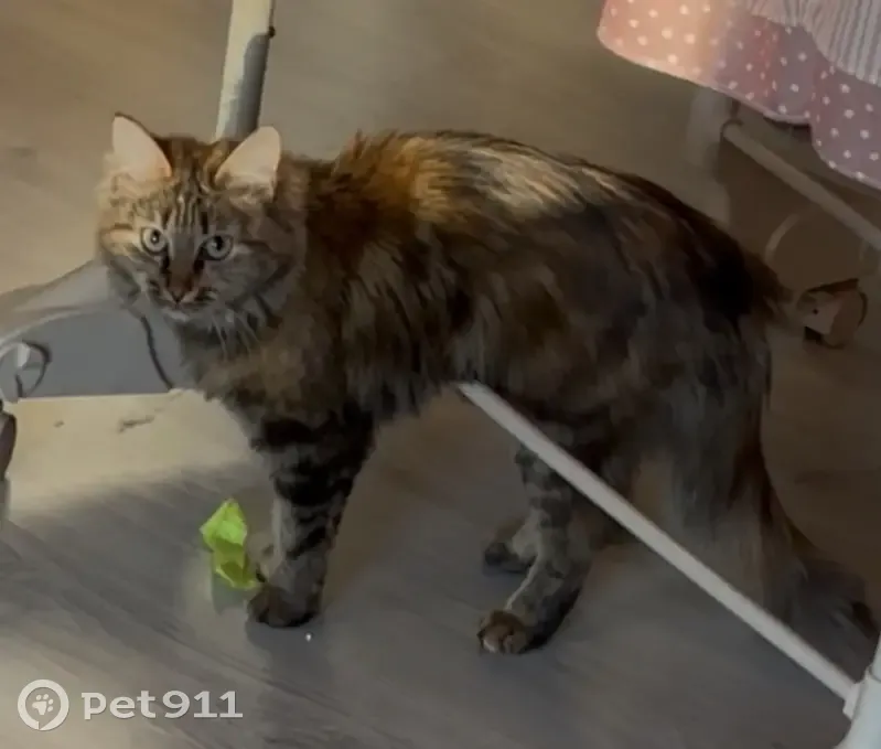 Пропала кошка, Свердловское поселение - photo