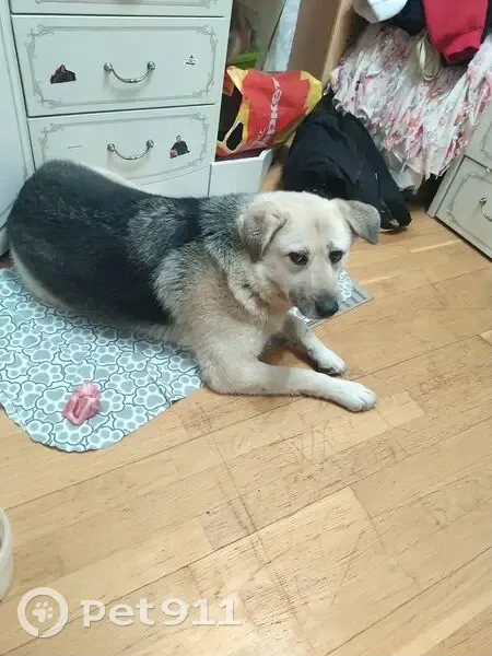 Пропала собака, 2-я Цветущая ул., 4, Калуга - photo