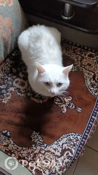 Пропал кот, Лекаревка, Башкортостан - photo