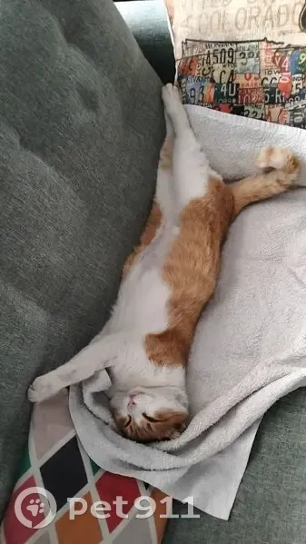 Пропала кошка, ул. Труда, 55, Сочи - photo