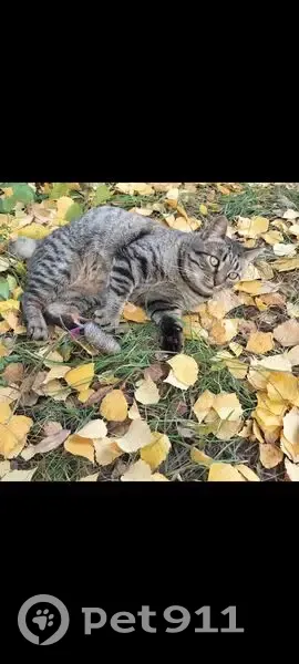 Пропала кошка на Мончегорской, Нижний Новгород - photo