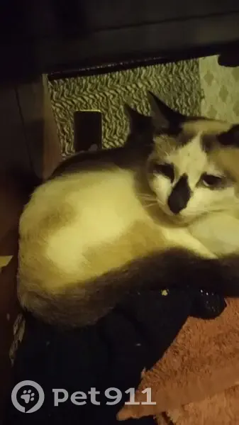 Пропала кошка, ул. Мира, Темрюк - photo