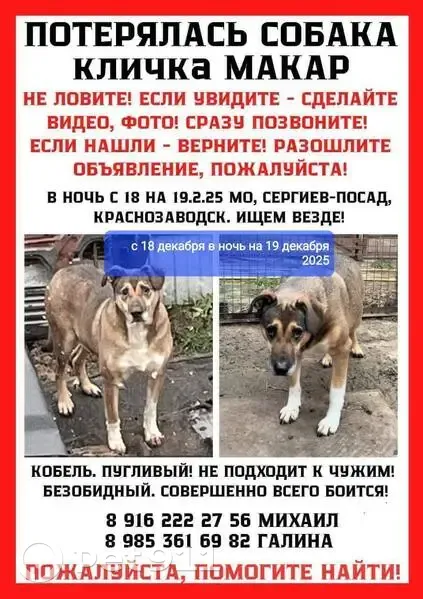 Пропала собака в Краснозаводске, МО - photo