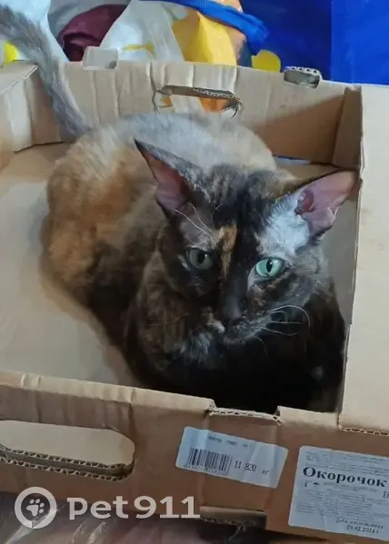 Пропала кошка, Свободный пр., 28, Крск - photo