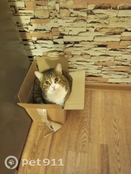 Пропала кошка, Амундсена 66, Екатеринбург - photo