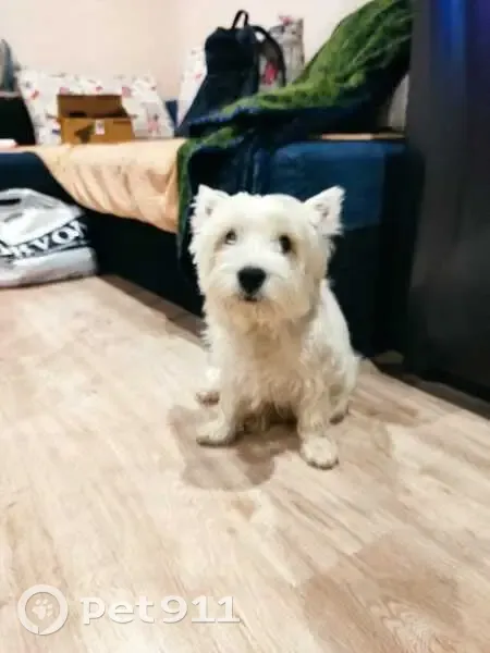 Пропала собака на ул. Братьев Кашириных - photo