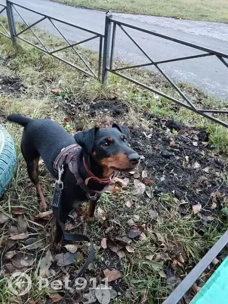 Пропала собака, Чкалова, Старые Селищи - photo