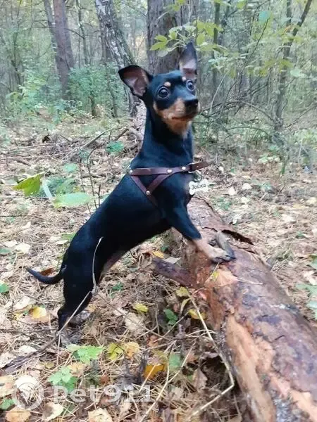 Пропала собака на Российской улице, Челябинск - photo