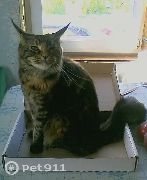 Пропала кошка, Загребский бул., 5 к2 - photo