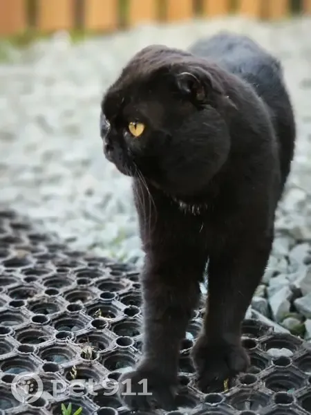 Пропала кошка, Новоколхозная, Пермь - photo