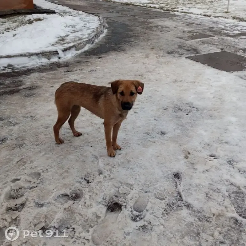 Собака пропала : Магистральная, 82Б, Омск - photo