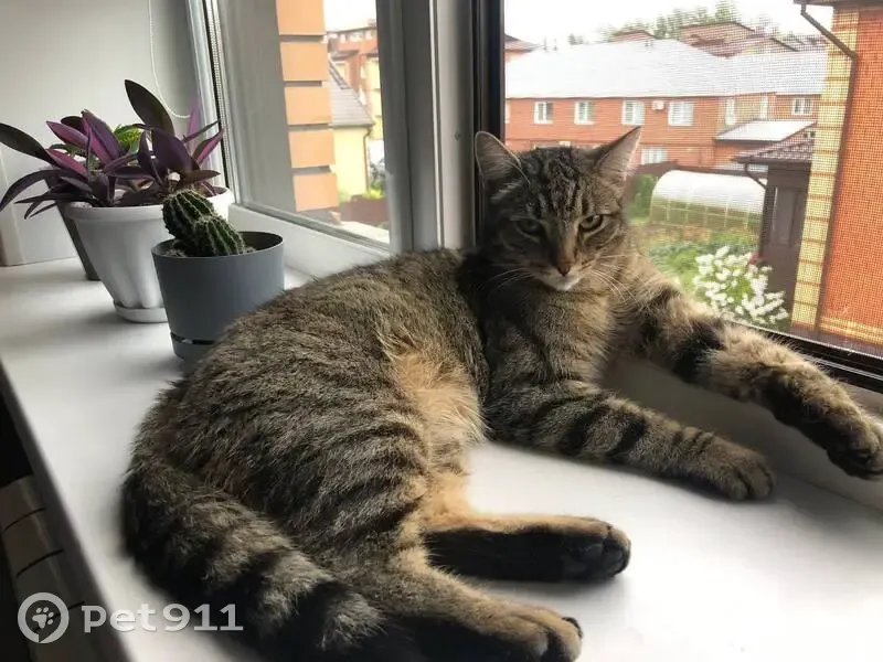 Пропала кошка, Воскресная 13, Новосибирск - photo