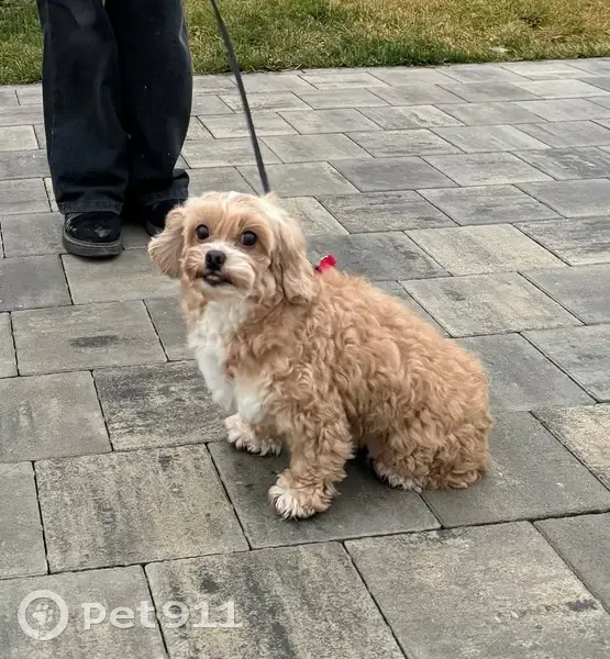 Пропала собака на 7-й Гвардейской, 11 - photo